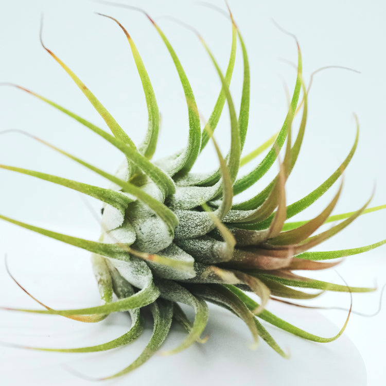 Tillandsia Ionantha Airplant - Plant Collective