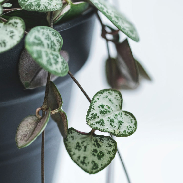 String of Hearts (Ceropegia Woodii)