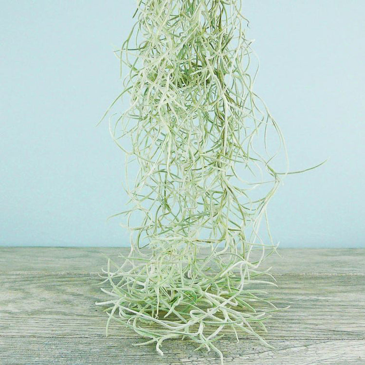 Living Spanish Moss - Plant Collective