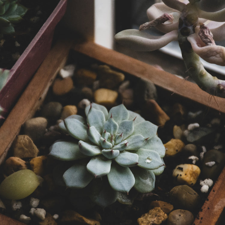 Echeveria Blue Bird