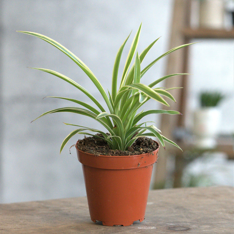 Assorted Spider Plant - Plant Collective