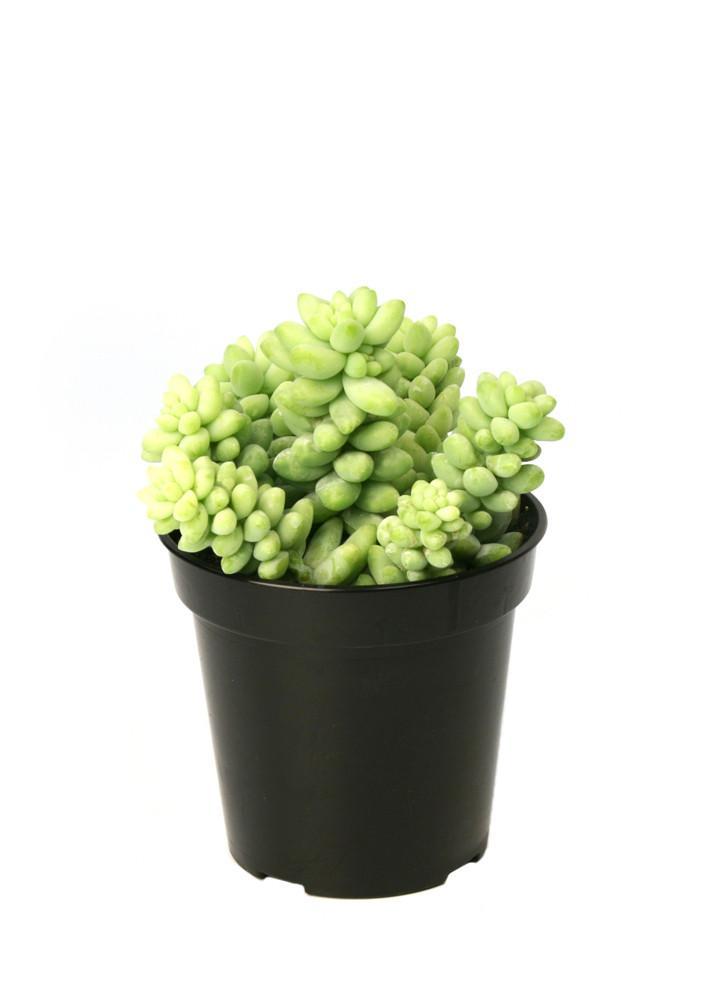 Donkey Tail (Sedum Burro) - Plant Collective