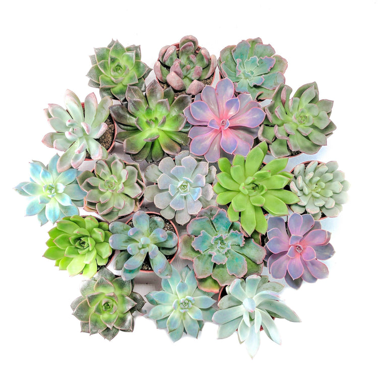 'Echeveria Essentials' Bundle - 6 pack - Plant Collective