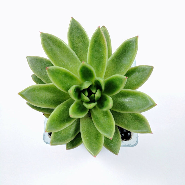 Echeveria Lipstick - Plant Collective