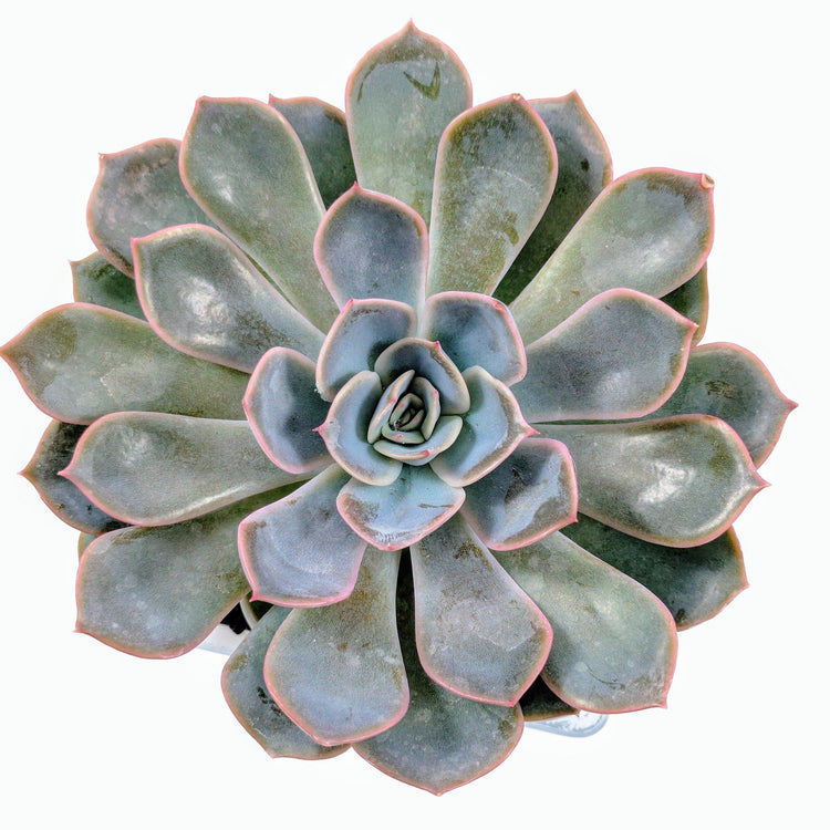 Echeveria Orion - Plant Collective