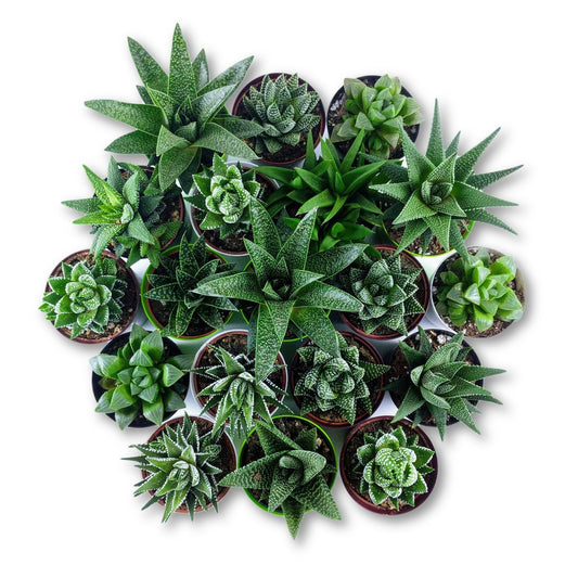 Happy Haworthia Bundle - 6 pack - Plant Collective