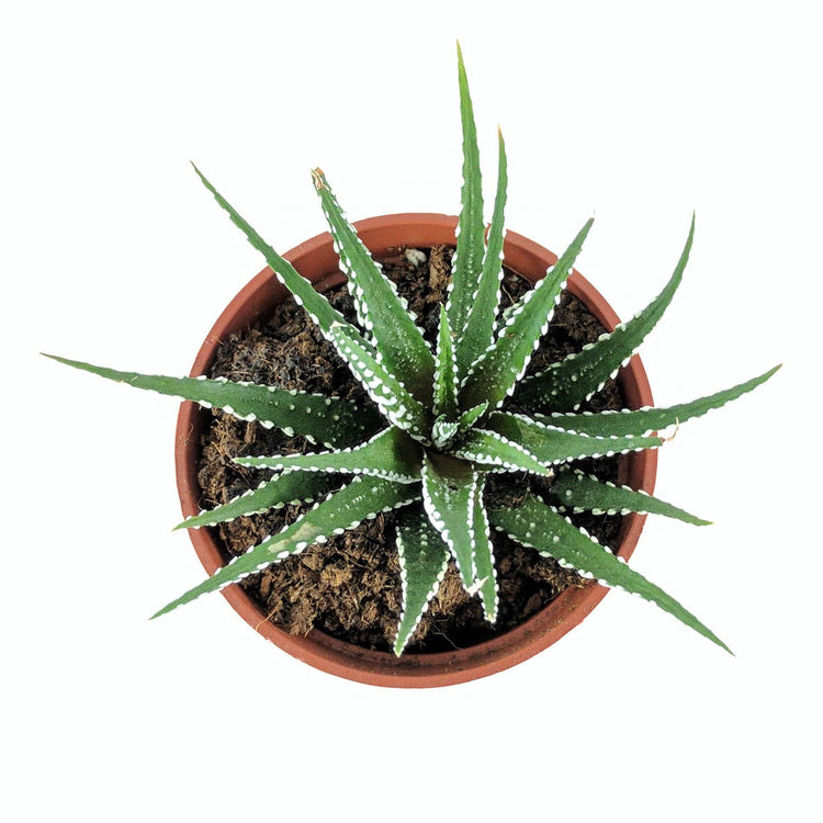 Haworthia "Big Band" - Plant Collective