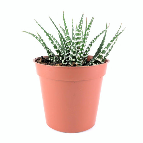big band succulent Haworthia "Big Band"