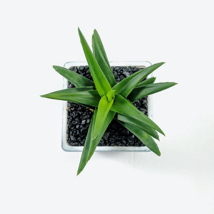 Haworthia Pentagona - Plant Collective