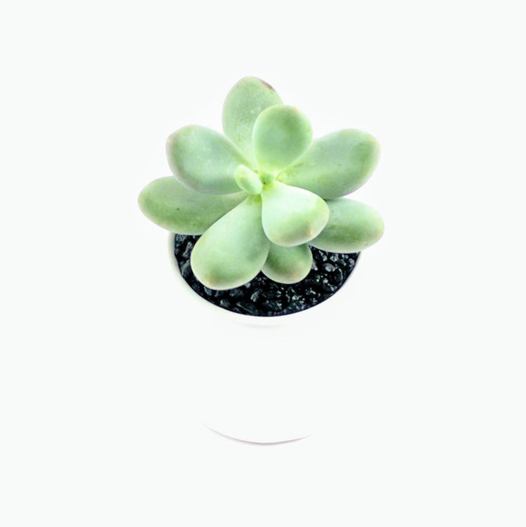 Pachyphytum (Moonstones) - Plant Collective