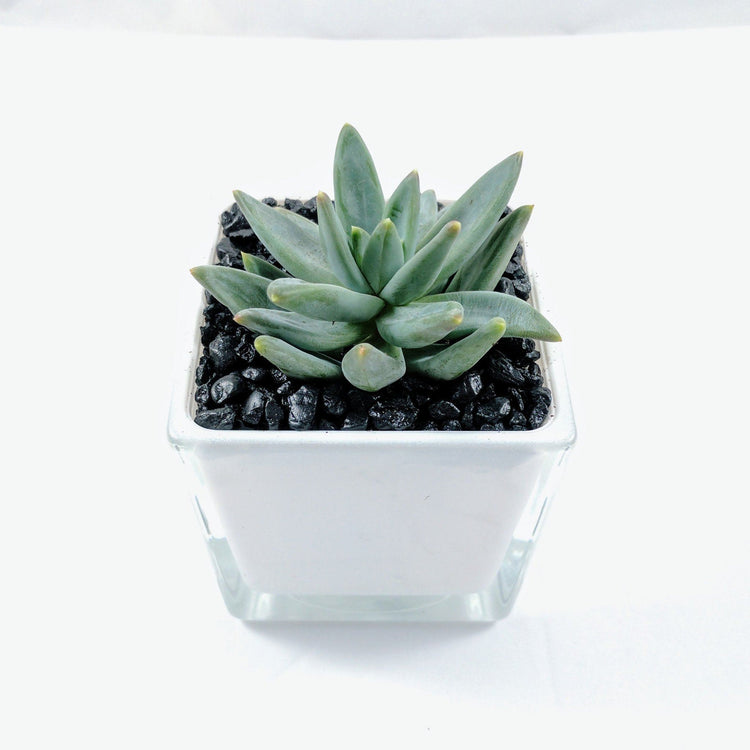 'Little Jewel' (Pachyveria Glauca) - Plant Collective