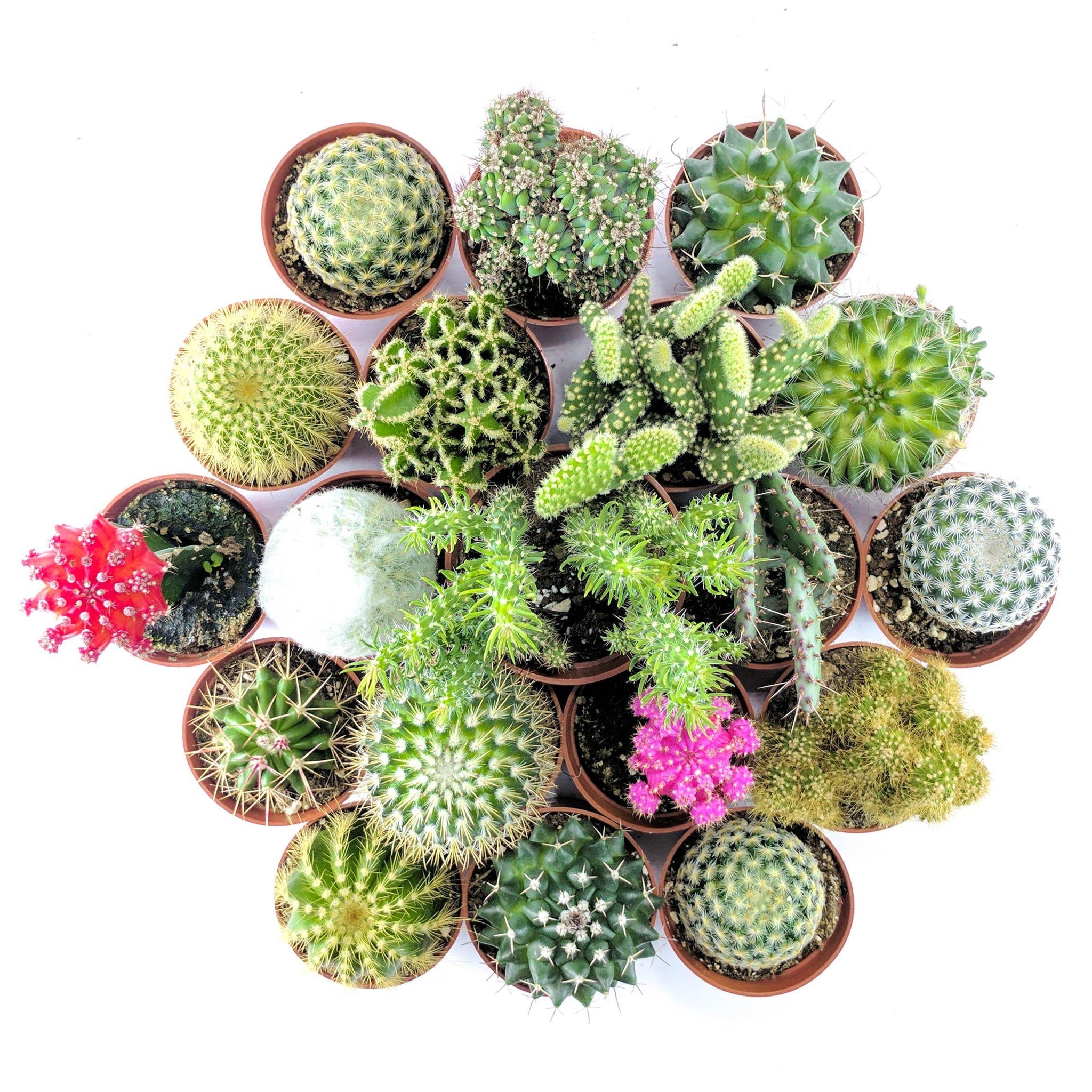 Cactus Bundle The