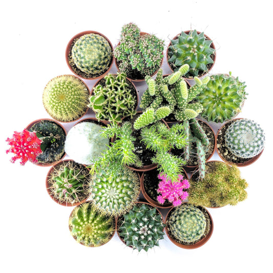 The "Crazy Cactus" Bundle - 6 pack - Plant Collective