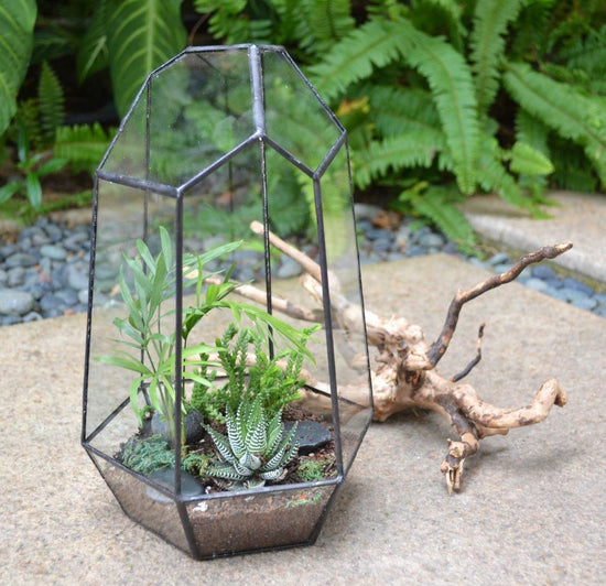 succulent terrarium kit with plants DIY Succulent Terrarium Kit