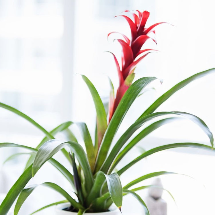 Guzmania Bromeliad - Plant Collective