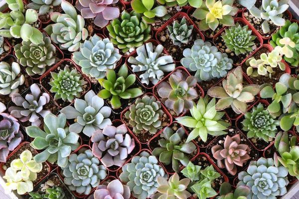 Succulent Favors - Tin Pails (1 Plant) - Plant Collective