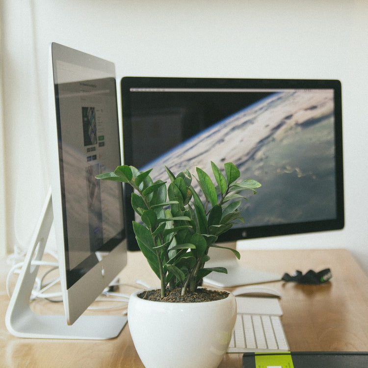 ZZ Plant (Zamioculcas Zamiifolia) - Plant Collective