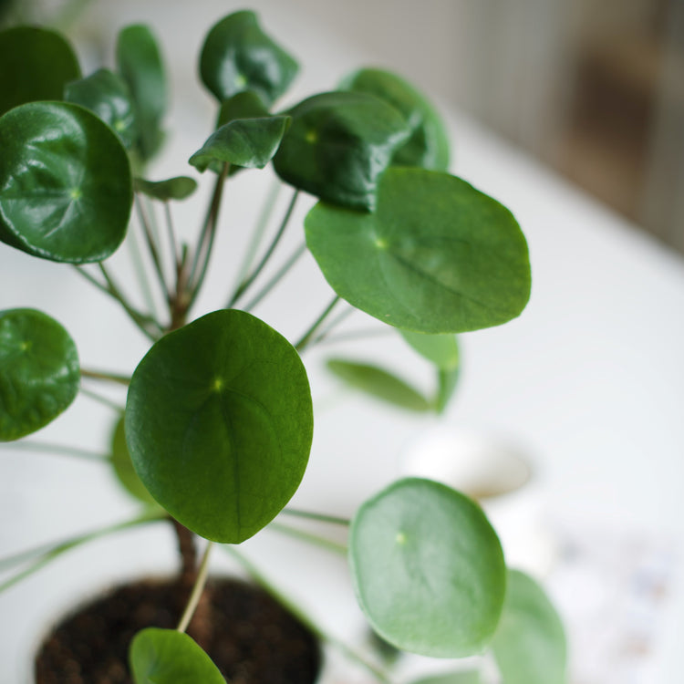 Pilea Pancake Plant - Plant Collective